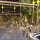 Skeletal remains still in their original position inside the stone chambers.